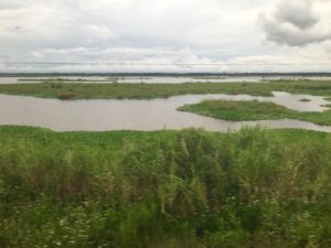 Louisiana landscape from Amtrak train 59