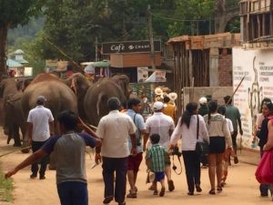 Elephant walk from Pinnawala Orphanage.