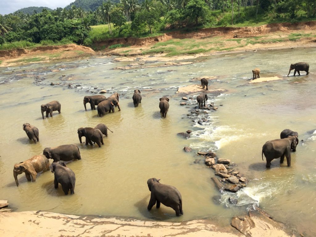 Sri Lanka elephants bathe in river