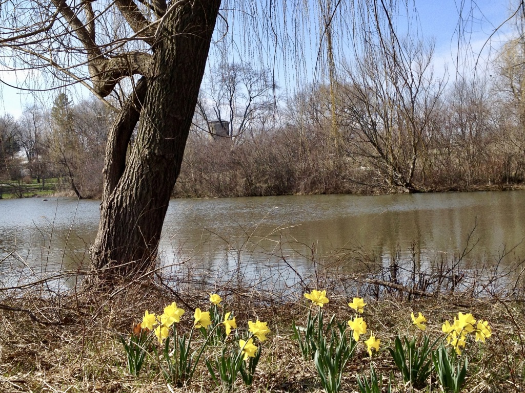 Lakefront daffodils